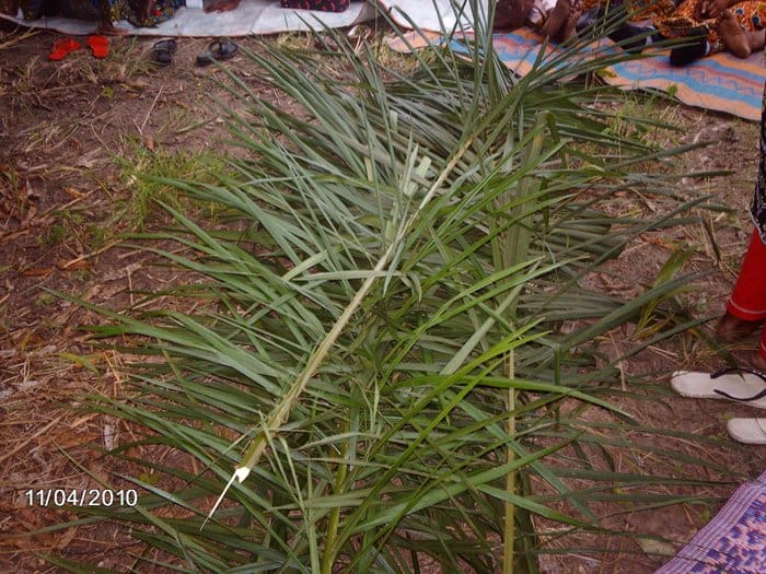 Записки из Конго