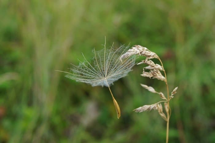 Прекрасное в привычном