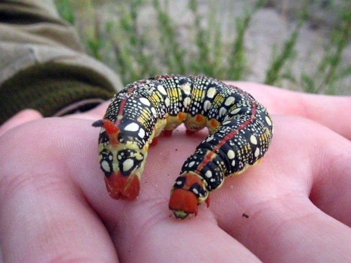 Прекрасное в привычном