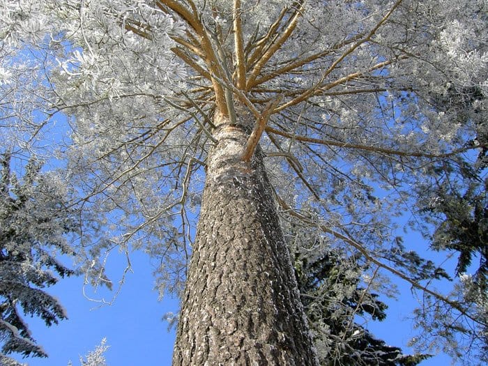Прекрасное в привычном