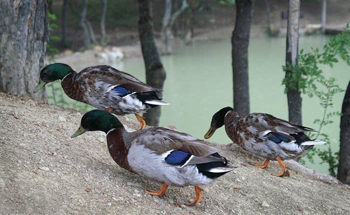 Прекрасное в привычном
