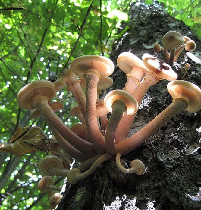 Прекрасное в привычном