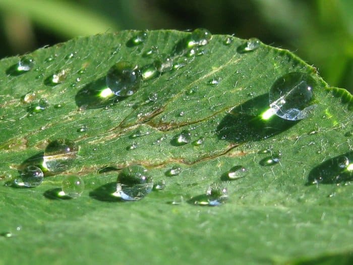 Прекрасное в привычном