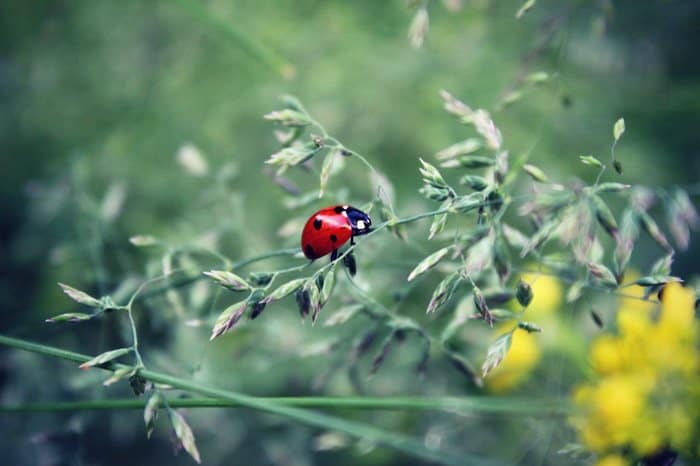 Прекрасное в привычном