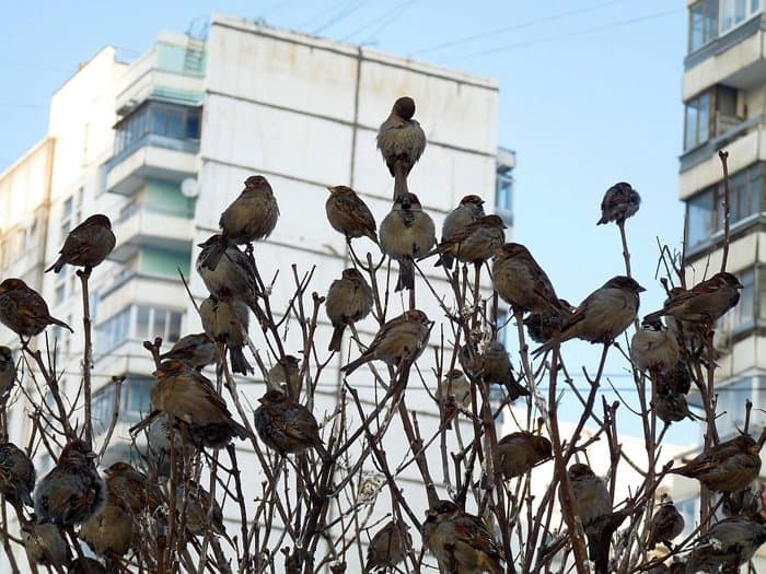 Прекрасное в привычном