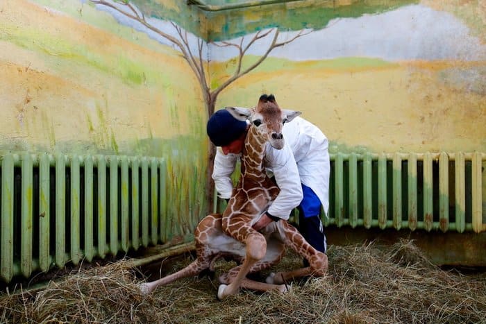 Best of Russia: избранные работы фотоконкурса глазами «Фомы»